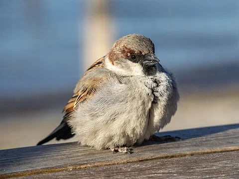 House Sparrow