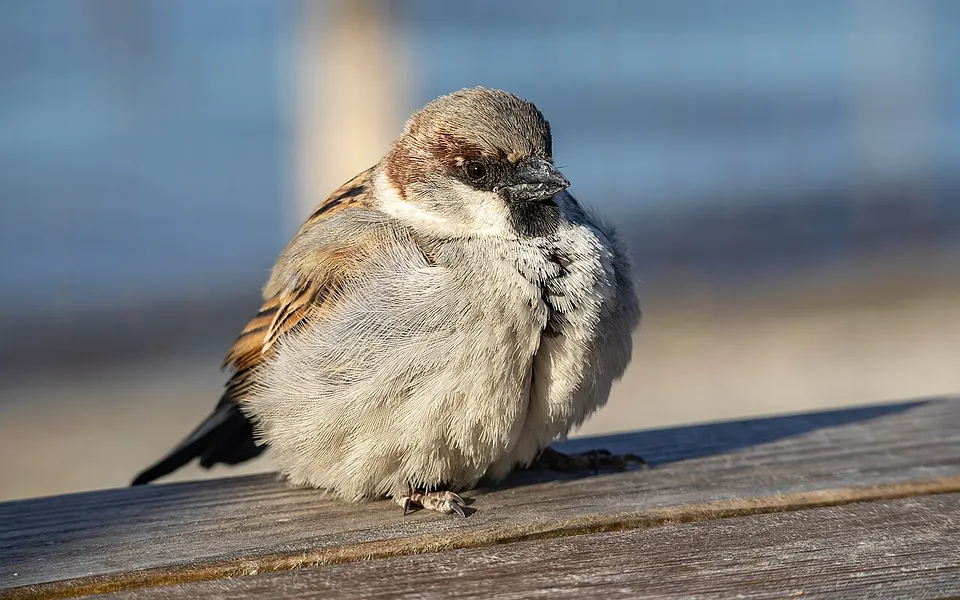 House Sparrow (Passer domesticus) — photo 1 of 4