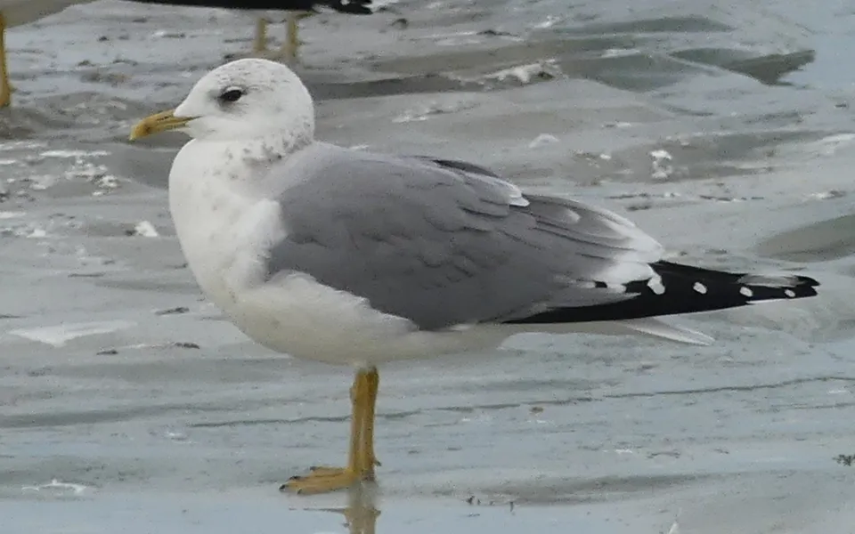 Common Gull (Larus canus) — photo 6 of 6