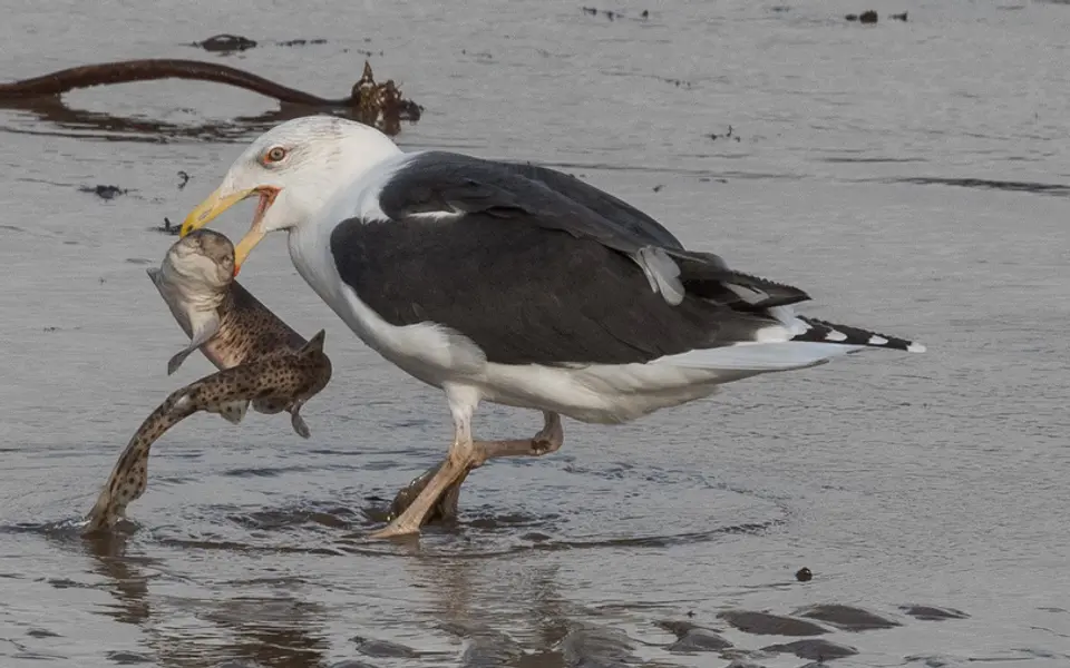 Great Black-backed Gull (Larus marinus) — photo 5 of 5