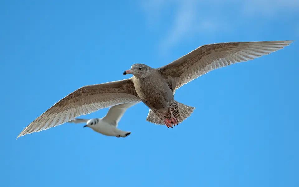 Glaucous Gull (Larus hyperboreus) — photo 6 of 6
