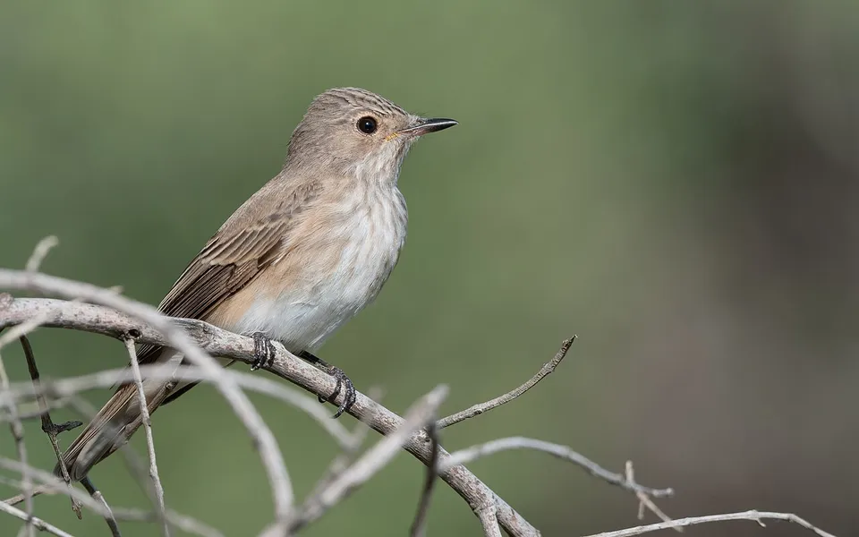 Spotted Flycatcher (Muscicapa striata) — photo 3 of 4