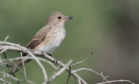 Spotted Flycatcher (Muscicapa striata) — photo 3 of 4