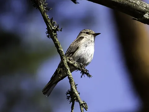 Spotted Flycatcher