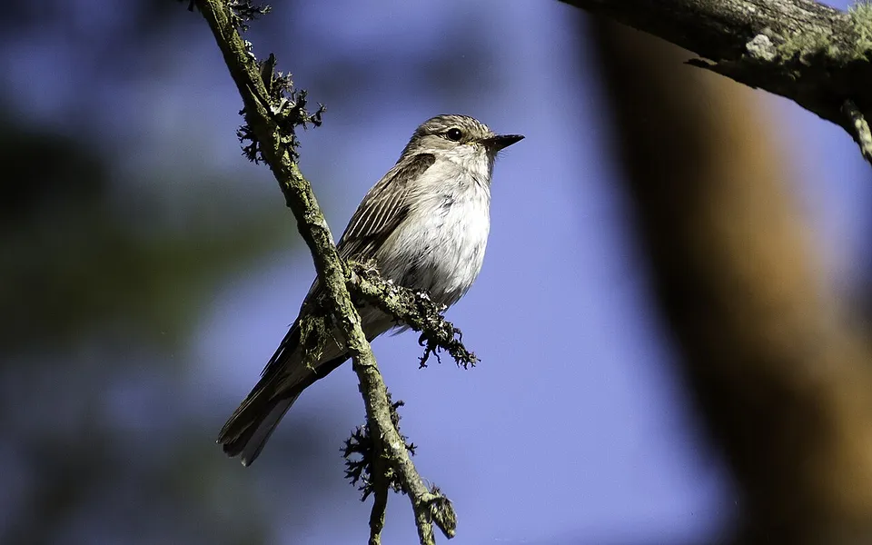 Spotted Flycatcher (Muscicapa striata) — photo 1 of 4