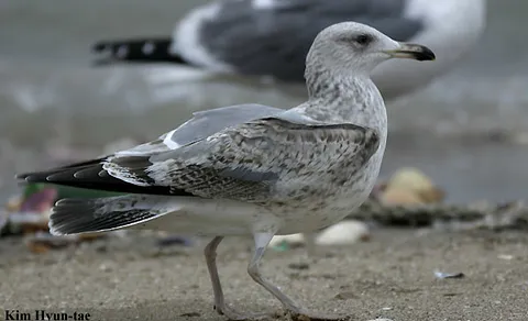 Lesser Black-backed Gull (Larus fuscus) — photo 2 of 3