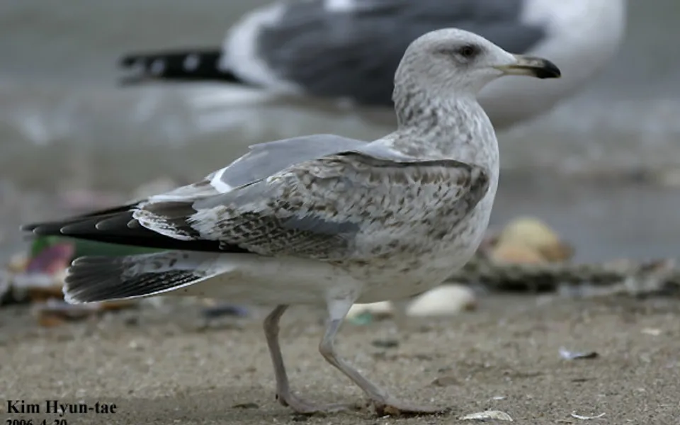 Lesser Black-backed Gull (Larus fuscus) — photo 2 of 3
