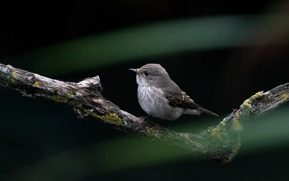 Spotted Flycatcher (Muscicapa striata) — photo 4 of 4