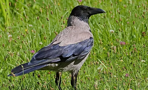 Hooded Crow (Corvus cornix) — photo 3 of 3