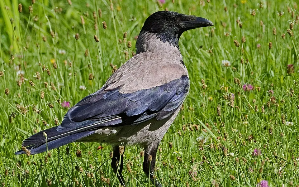 Hooded Crow (Corvus cornix) — photo 3 of 3