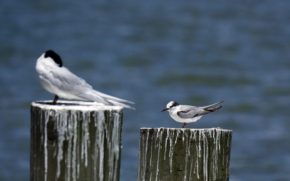 Little Tern (Sternula albifrons) — photo 3 of 4