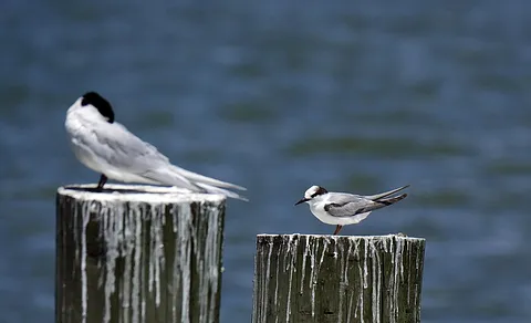 Little Tern (Sternula albifrons) — photo 3 of 4