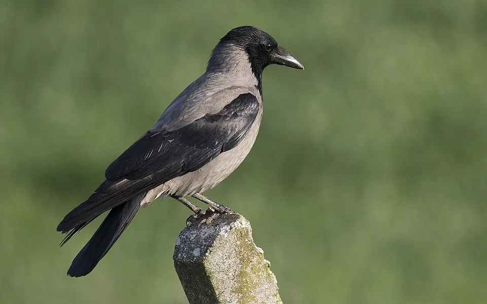 Hooded Crow (Corvus cornix) — photo 1 of 3