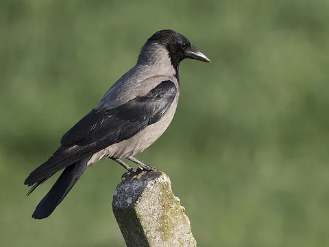 Серая ворона