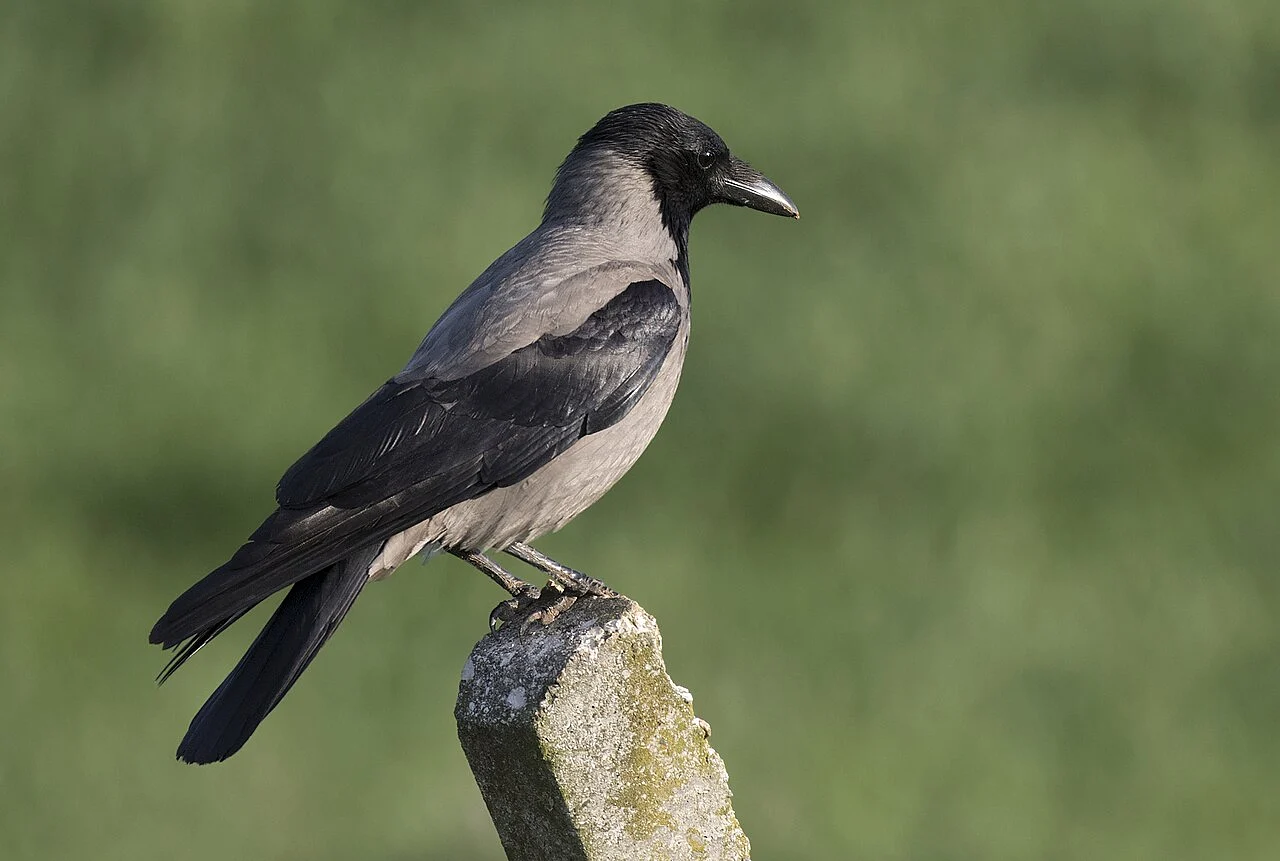 Hooded Crow (Corvus cornix) — photo 1 of 3