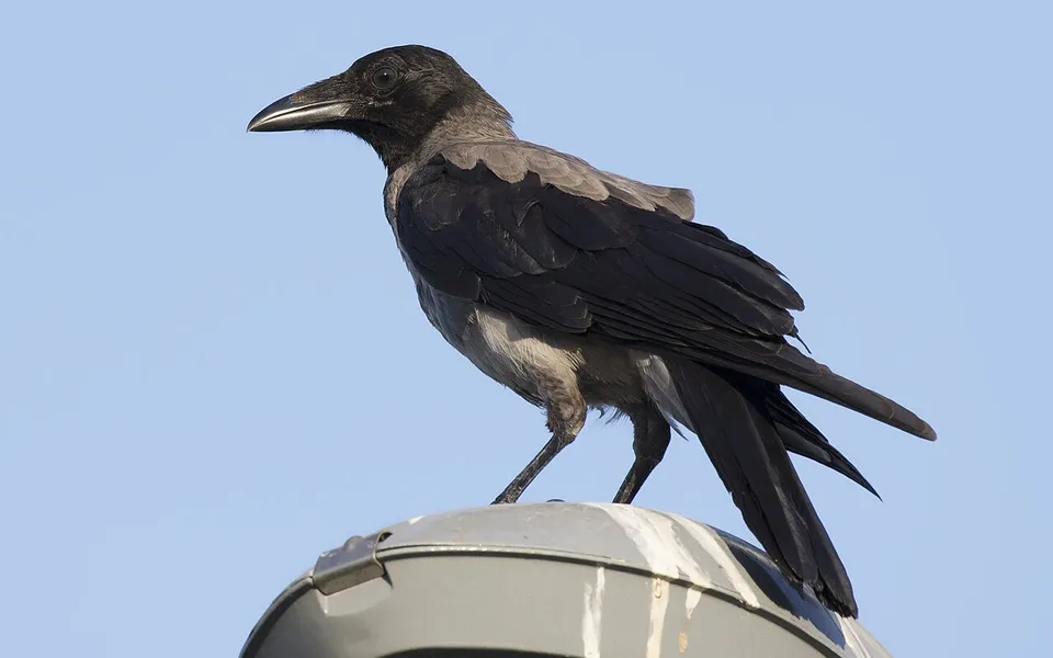 Hooded Crow (Corvus cornix) — photo 2 of 3