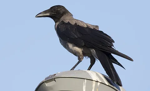 Hooded Crow (Corvus cornix) — photo 2 of 3