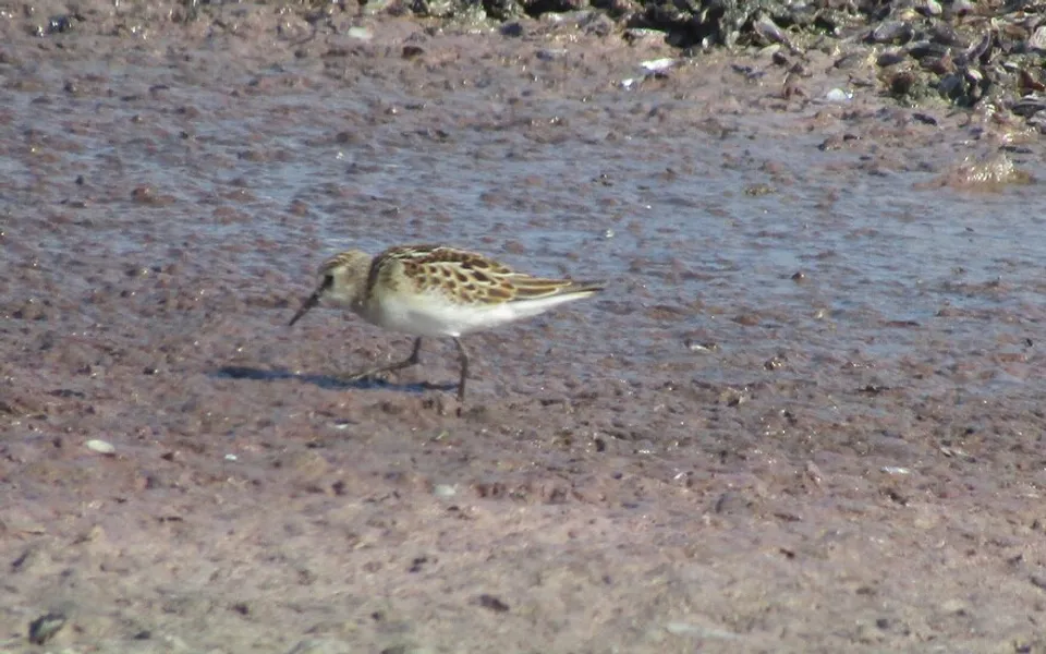 Little Stint (Calidris minuta) — photo 4 of 4