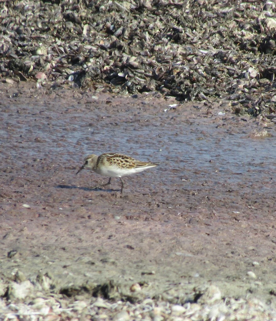 Little Stint (Calidris minuta) — photo 4 of 4