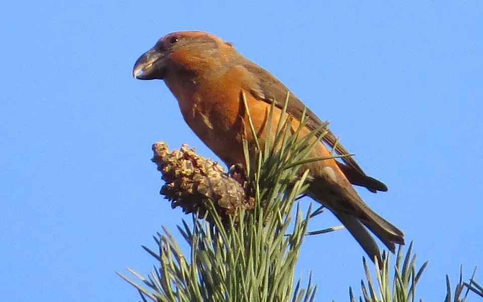 Parrot Crossbill (Loxia pytyopsittacus) — photo 3 of 5