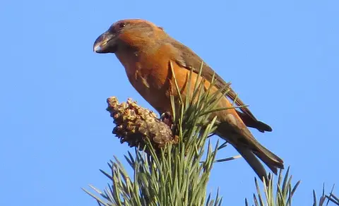 Parrot Crossbill (Loxia pytyopsittacus) — photo 3 of 5