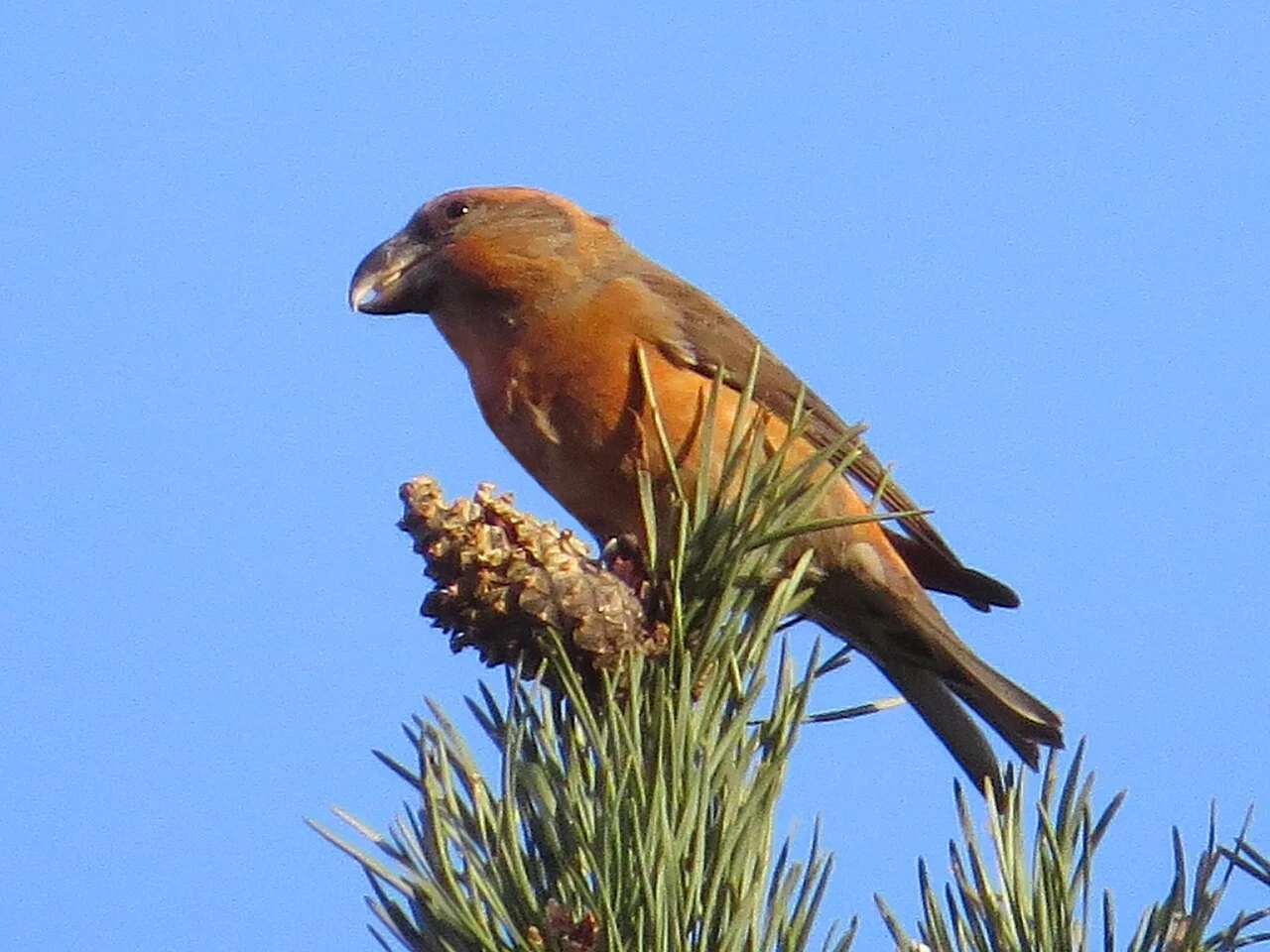 Parrot Crossbill (Loxia pytyopsittacus) — photo 3 of 5