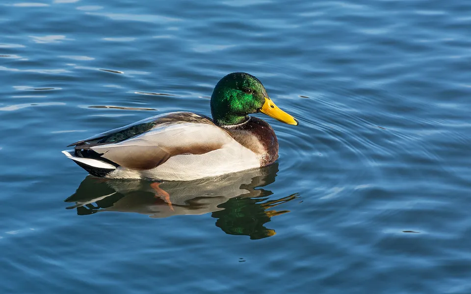 Mallard (Anas platyrhynchos) — photo 4 of 4