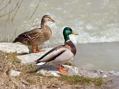 Mallard