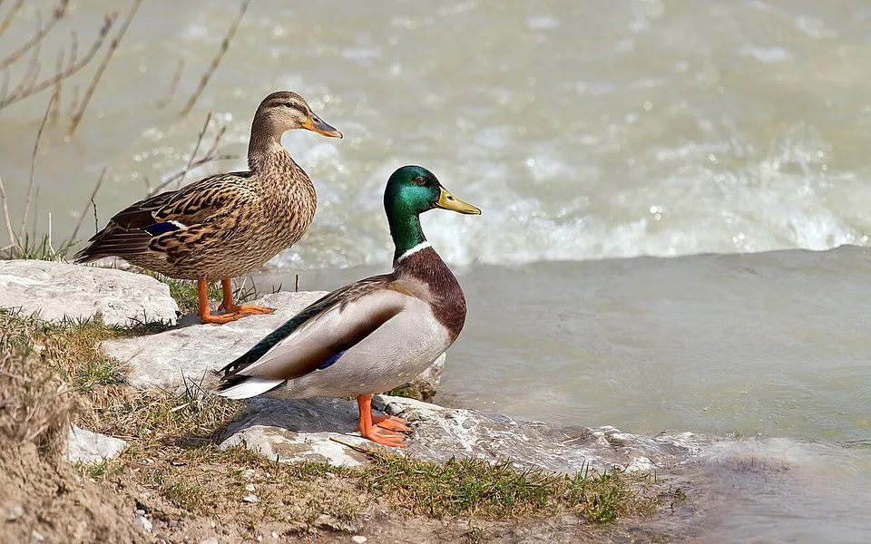 Mallard (Anas platyrhynchos) — photo 1 of 4