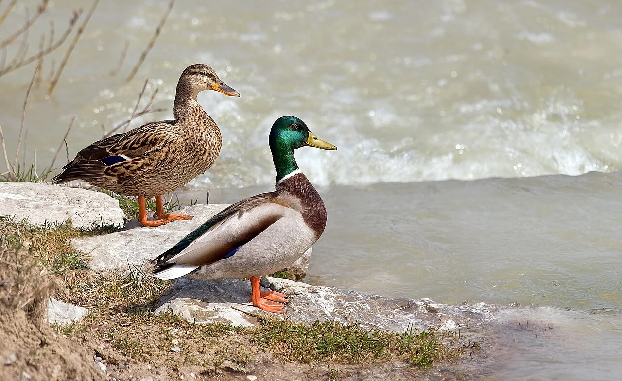Mallard (Anas platyrhynchos) — photo 1 of 4