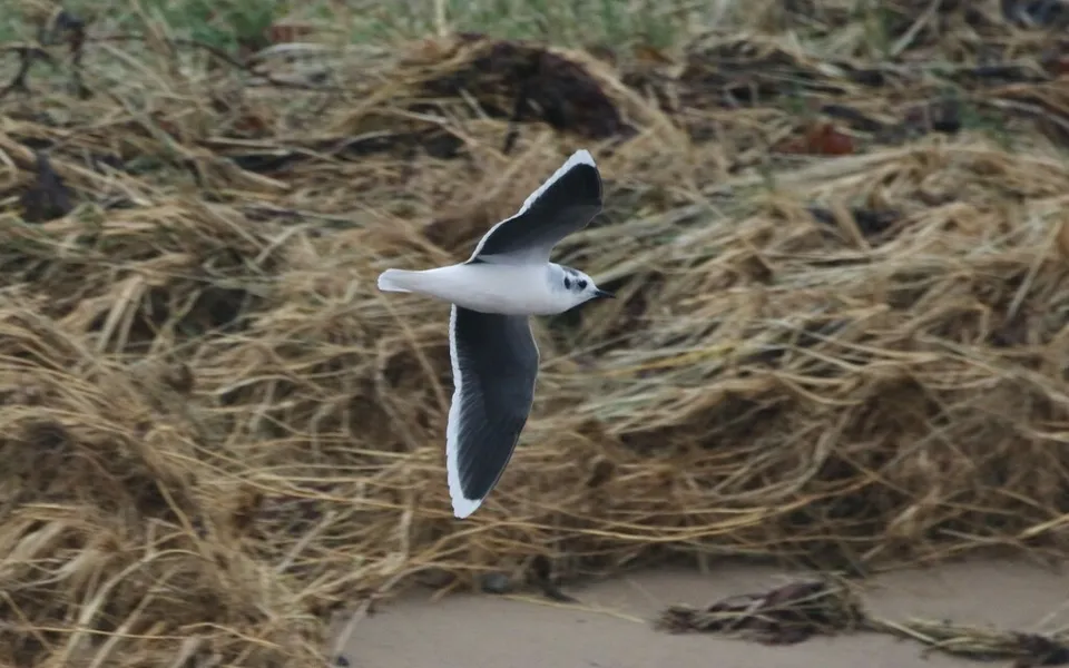 Little Gull (Hydrocoloeus minutus) — photo 4 of 4