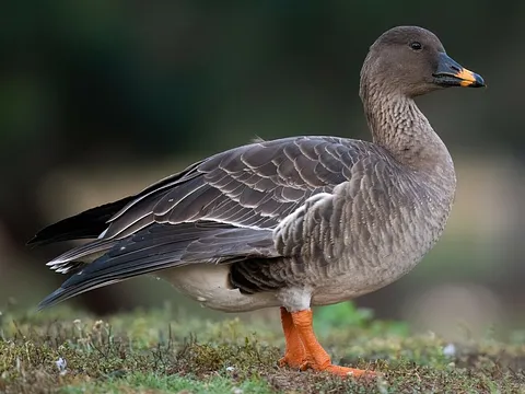 Tundra Bean-Goose