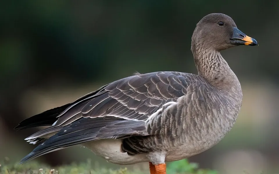 Tundra Bean-Goose (Anser serrirostris) — photo 1 of 4