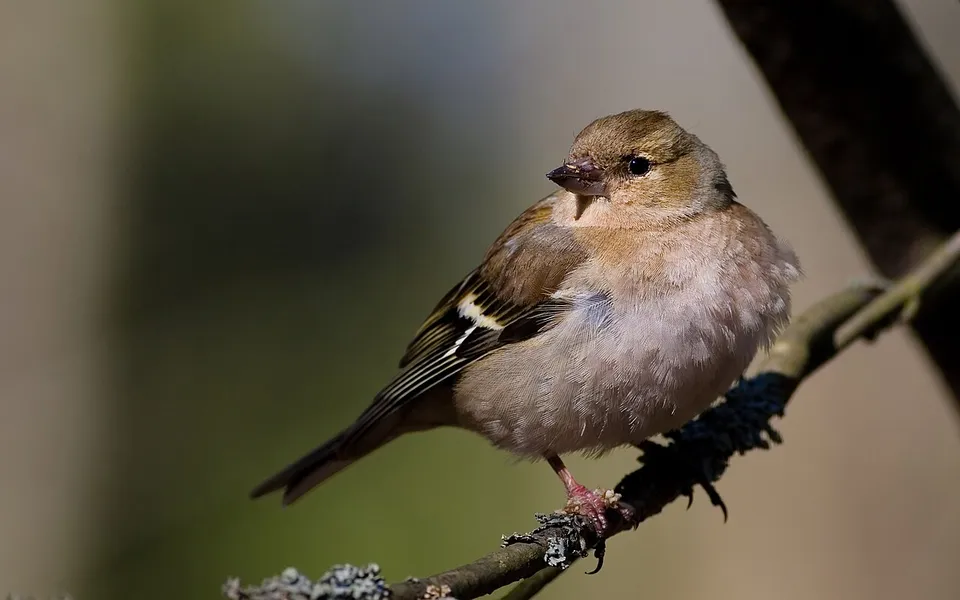 Common Chaffinch (Fringilla coelebs) — photo 3 of 4