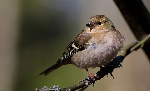 Common Chaffinch (Fringilla coelebs) — photo 3 of 4