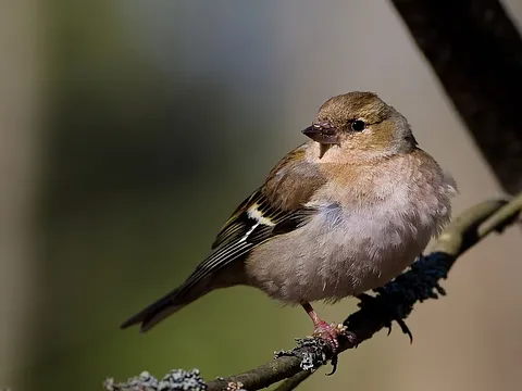 Зяблик