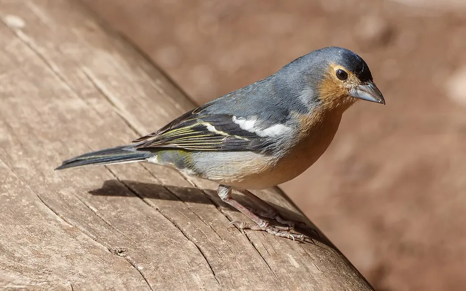 Common Chaffinch (Fringilla coelebs) — photo 4 of 4