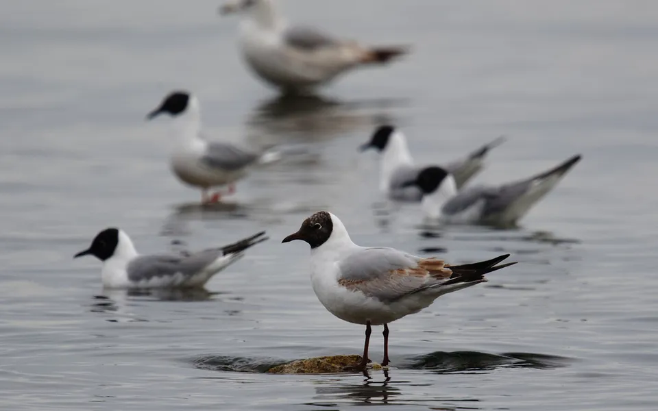 Black-headed Gull (Chroicocephalus ridibundus) — photo 2 of 5