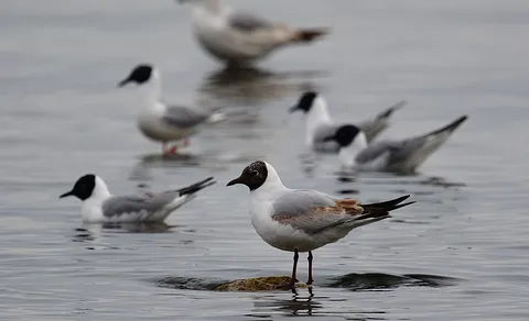 Black-headed Gull (Chroicocephalus ridibundus) — photo 2 of 5