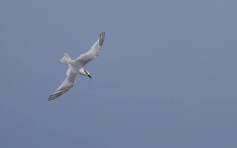 Sandwich Tern (Thalasseus sandvicensis) — photo 2 of 4