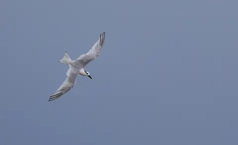 Sandwich Tern (Thalasseus sandvicensis) — photo 2 of 4