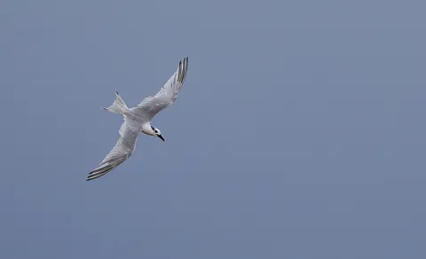 Sandwich Tern