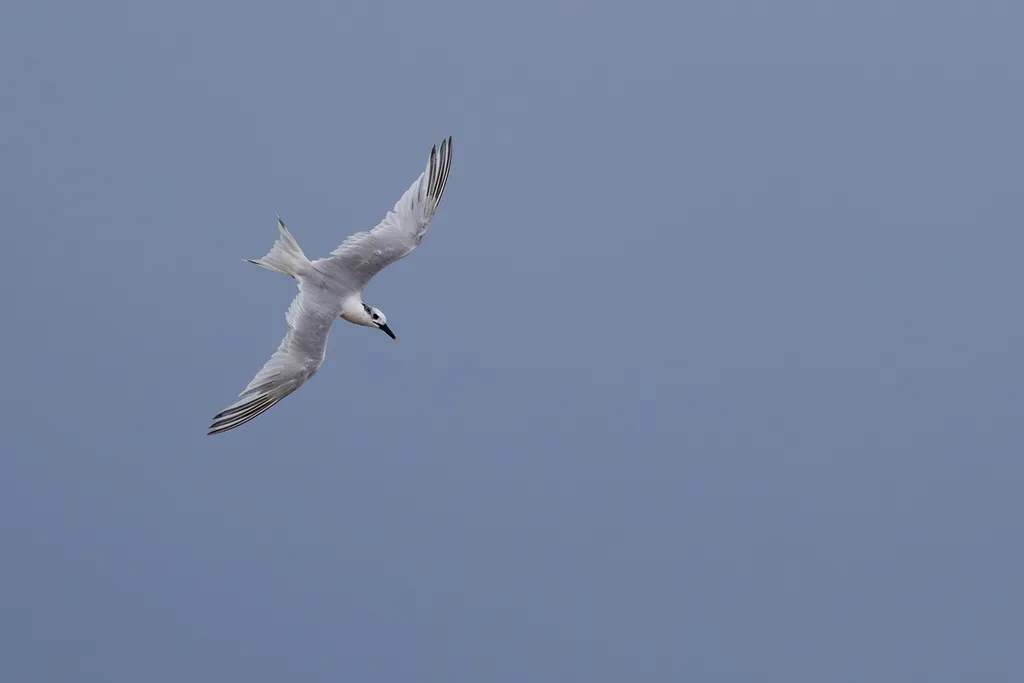 Sandwich Tern
