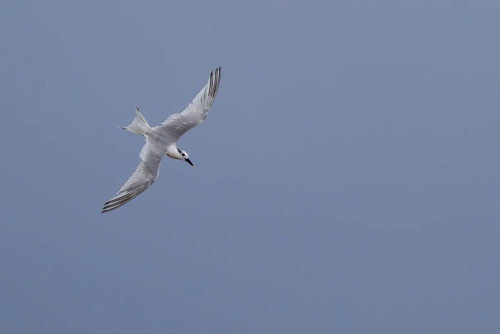 Sandwich Tern