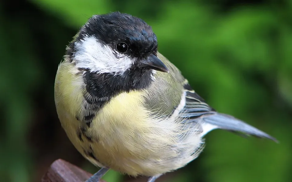 Great Tit (Parus major) — photo 4 of 4