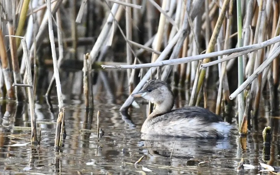 Little Grebe (Tachybaptus ruficollis) — photo 3 of 3