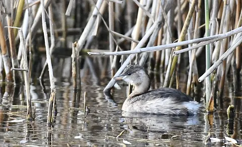 Little Grebe (Tachybaptus ruficollis) — photo 3 of 3