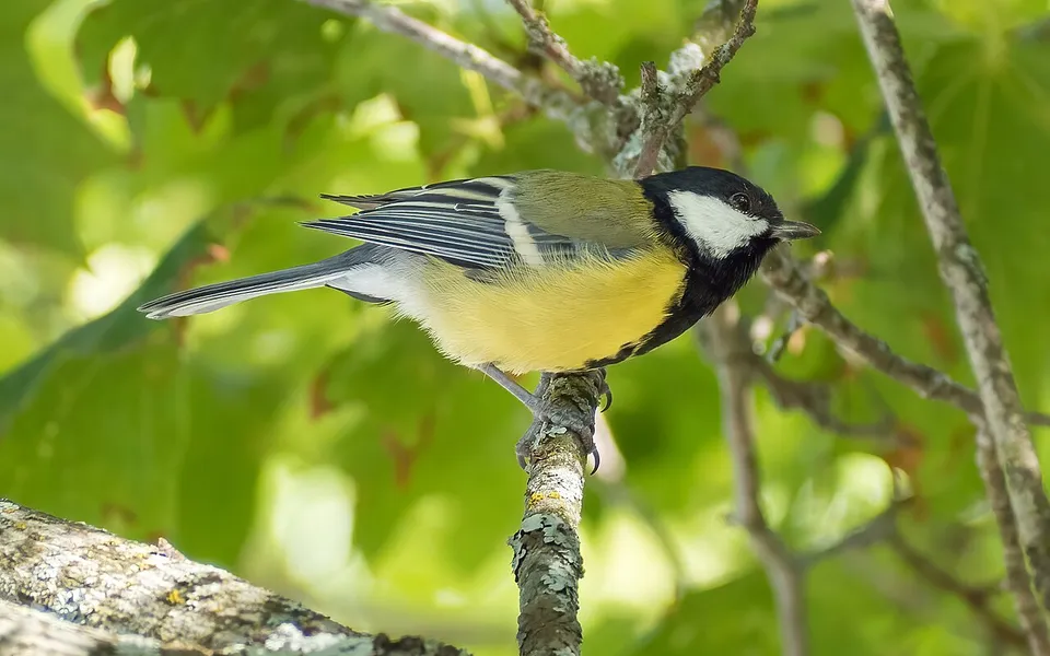 Great Tit (Parus major) — photo 2 of 4