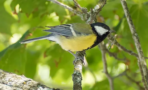 Great Tit (Parus major) — photo 2 of 4