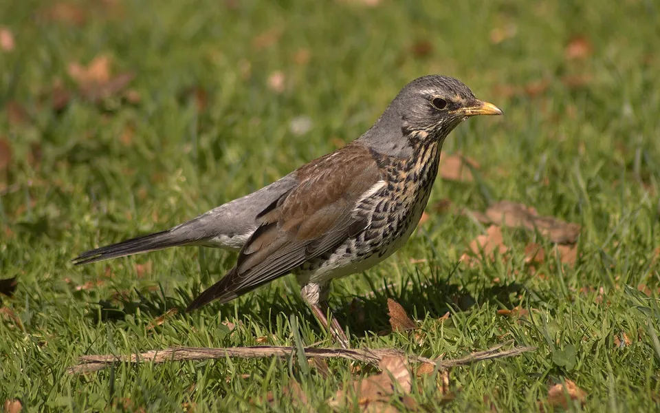 Fieldfare (Turdus pilaris) — photo 2 of 4